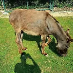 Alpakowy Raj Дом отдыха *