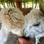 Дом отдыха Alpakowy Raj Новы-Тарг
