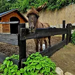 Alpakowy Raj Nyaraló Nowy Targ