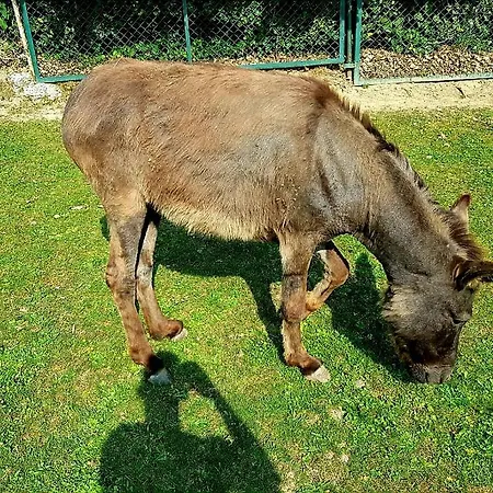 Alpakowy Raj Ferienhaus *