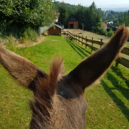 Alpakowy Raj Tatil Evi