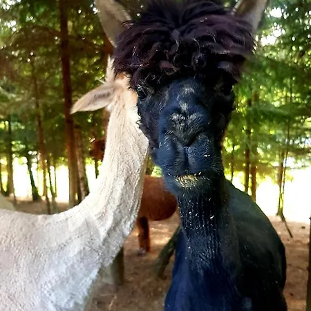 Alpakowy Raj Tatil Evi