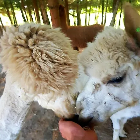 Ferienhaus Alpakowy Raj Neumarkt