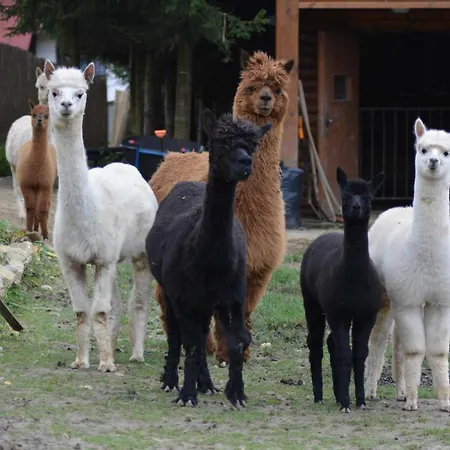 Alpakowy Raj * Neumarkt