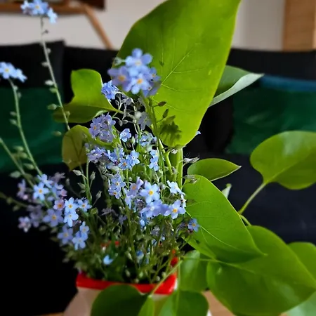 Tatil Evi Alpakowy Raj Nowy Targ