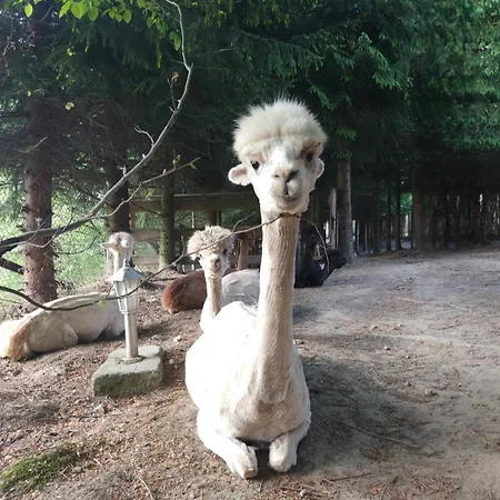 Alpakowy Raj Ferienhaus *