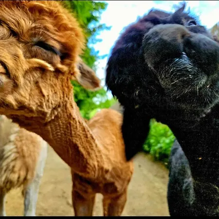 Ferienhaus Alpakowy Raj Neumarkt