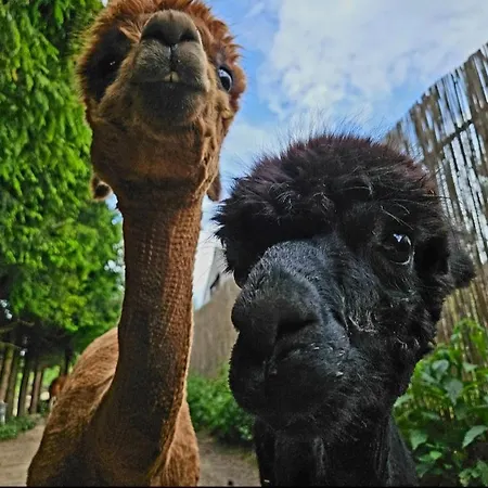 Alpakowy Raj Tatil Evi Nowy Targ