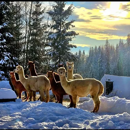 Alpakowy Raj 度假居