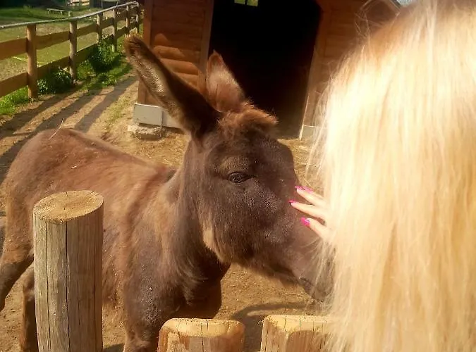 度假居 Alpakowy Raj 新塔尔格