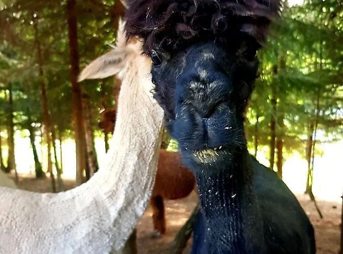 Alpakowy Raj 度假居