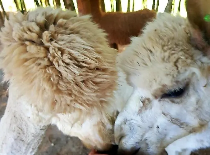 度假居 Alpakowy Raj 新塔尔格