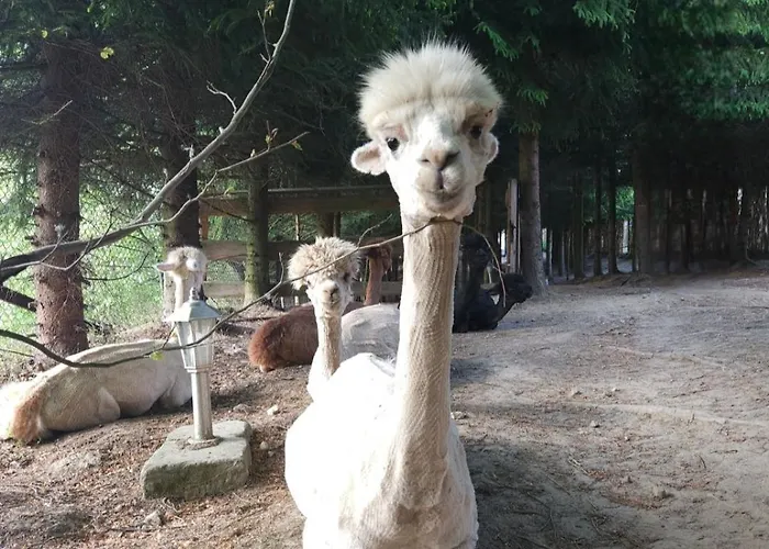 Alpakowy Raj 度假居 *