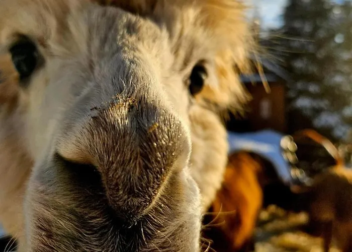 度假居 Alpakowy Raj